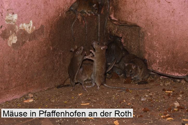 Mäuse in Pfaffenhofen an der Roth